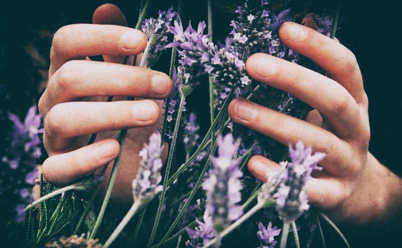 Руки людини торкаються квітів лаванди.